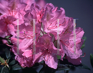 Picture of Rhododendron catawbiense 'Grandiflorum'