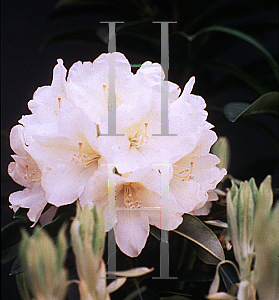 Picture of Rhododendron (subgenus Rhododendron) 'Golden Torch'