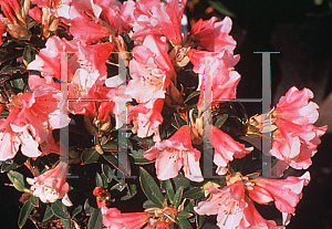 Picture of Rhododendron (subgenus Rhododendron) 'Wee Bee'