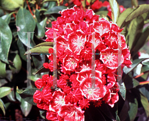 Picture of Kalmia latifolia 'Heart's Desire'