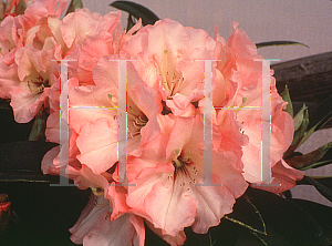 Picture of Rhododendron (subgenus Rhododendron) 'Bambino'