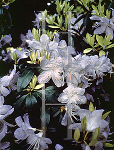 Picture of Rhododendron augustinii 'Bluenose'