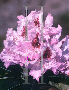 Picture of Rhododendron catawbiense 'Blue Peter'