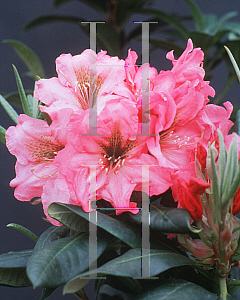 Picture of Rhododendron (subgenus Rhododendron) 'Brown Eyes'