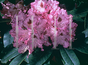 Picture of Rhododendron catawbiense 'Blue Ensign'