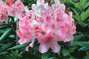 Picture of Rhododendron catawbiense 'English Roseum'