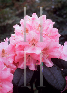 Picture of Rhododendron catawbiense 'Janet Blair'