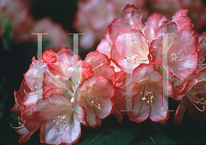 Picture of Rhododendron (subgenus Rhododendron) 'Trinidad'