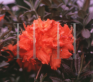 Picture of Rhododendron (subgenus Azalea) 'Mary Poppins'