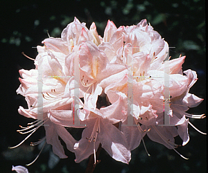 Picture of Rhododendron (subgenus Azalea) 'White Lights'