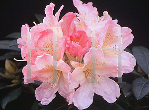 Picture of Rhododendron (subgenus Rhododendron) 'Percy Wiseman'