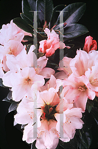 Picture of Rhododendron catawbiense 'Unique'