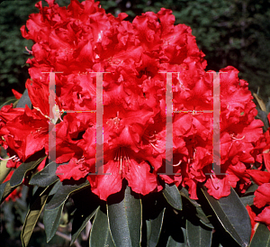 Picture of Rhododendron catawbiense 'Jean Marie de Montaque'