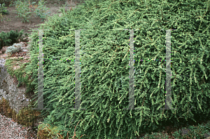 Picture of Podocarpus nivalis 