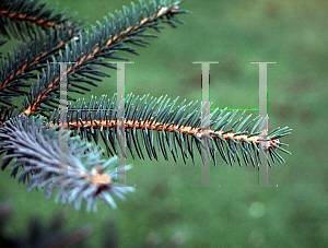 Picture of Picea likiangensis 