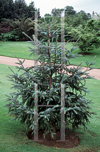 Picture of Picea likiangensis 