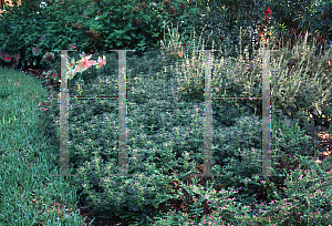 Picture of Solenostemon scutellarioides 