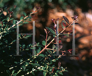 Picture of Ilex vomitoria 'Bordeaux'