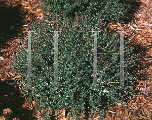 Picture of Ilex vomitoria 'Bordeaux'