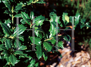 Picture of Ilex  'Little Red '