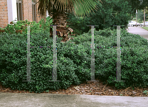 Picture of Ilex cornuta 'Rotunda'