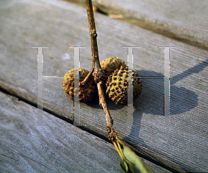 Picture of Quercus austrina 