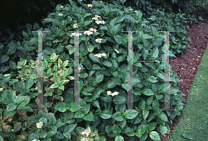 Picture of Hydrangea macrophylla 'Blue Wave'