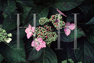 Picture of Hydrangea macrophylla 'Blue Wave'