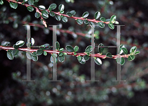 Picture of Cotoneaster congestus 