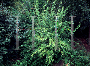 Picture of Berberis pruinosa 