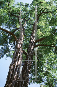 Picture of Robinia pseudoacacia 