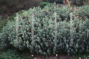 Picture of Hebe pinguifolia 'Godefrovana'