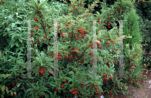 Picture of Sorbus rehderiana 