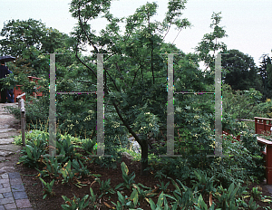 Picture of Sorbus hupehensis 