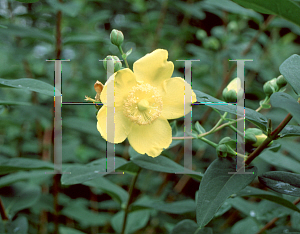 Picture of Hypericum  'Hidcote'