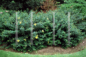 Picture of Hypericum  'Hidcote'