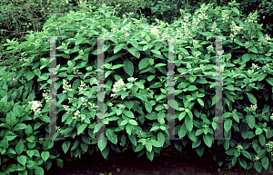 Picture of Hydrangea paniculata 'Tardiva'