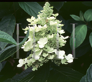 Picture of Hydrangea paniculata 'Tardiva'