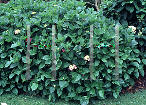 Picture of Hydrangea macrophylla 'Sir Joseph Banks'