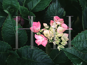 Picture of Hydrangea macrophylla 'Sir Joseph Banks'