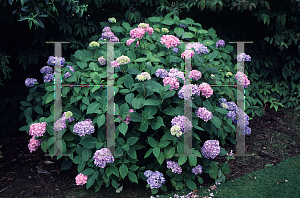 Picture of Hydrangea macrophylla 'Altona'