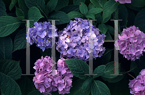 Picture of Hydrangea macrophylla 'Altona'