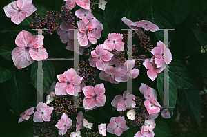 Picture of Hydrangea macrophylla 'Lilacina'