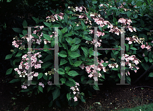 Picture of Hydrangea macrophylla 'Lilacina'