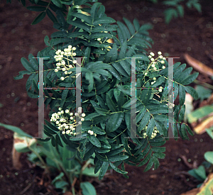 Picture of Sorbus hupehensis 