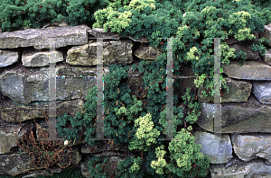 Picture of Petrophytum hendersonii 