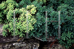 Picture of Petrophytum hendersonii 