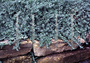 Picture of Helichrysum montanum 