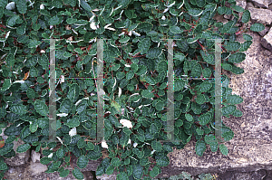 Picture of Dryas drummondii 'Grandiflora'