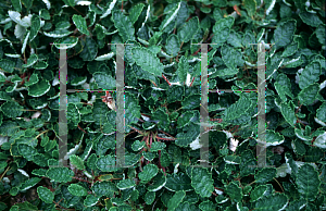 Picture of Dryas drummondii 